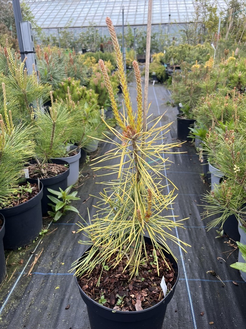 Pinus sylvestris - Scots Pine 'Anny's Winterlight'