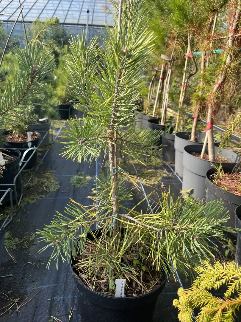 Scots Pine 'Anny's Winterlight' 40/60cm (5L) - Image 7