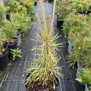 Pinus sylvestris - Scots Pine 'Anny's Winterlight'
