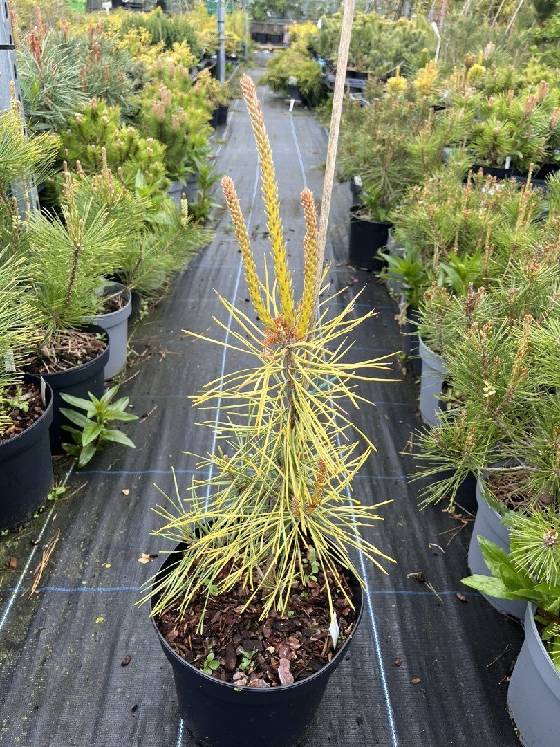 Pinus sylvestris - Scots Pine 'Anny's Winterlight'