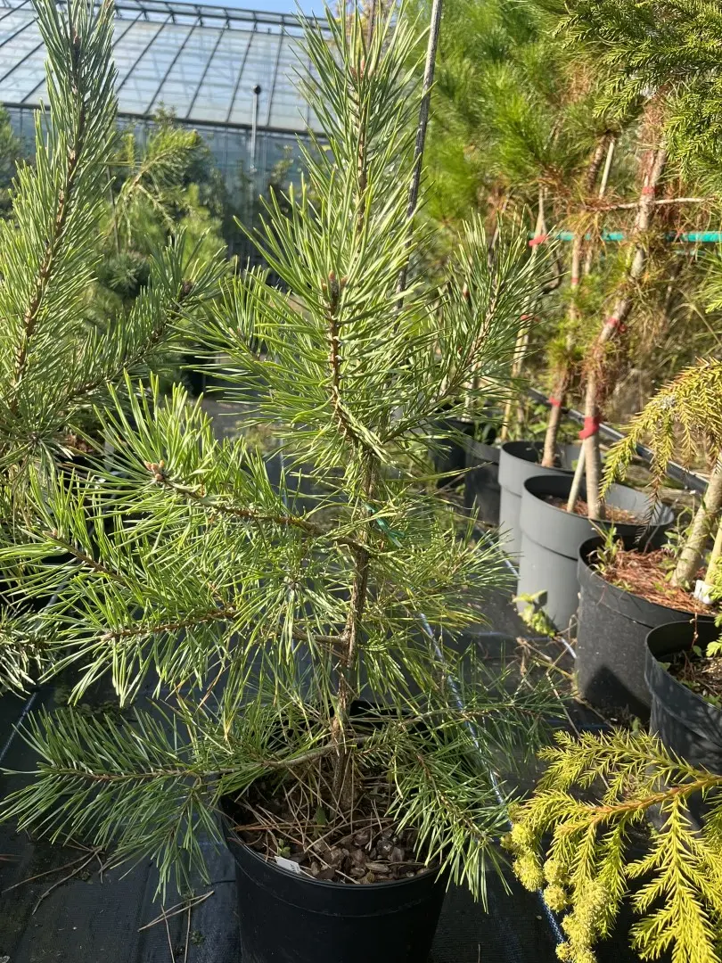 Pinus sylvestris - Scots Pine 'Anny's Winterlight'