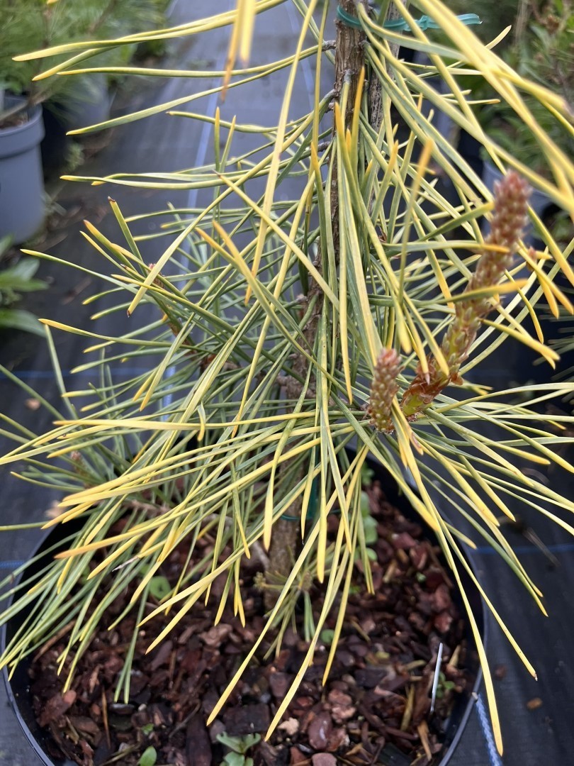 Pinus sylvestris - Scots Pine 'Anny's Winterlight'