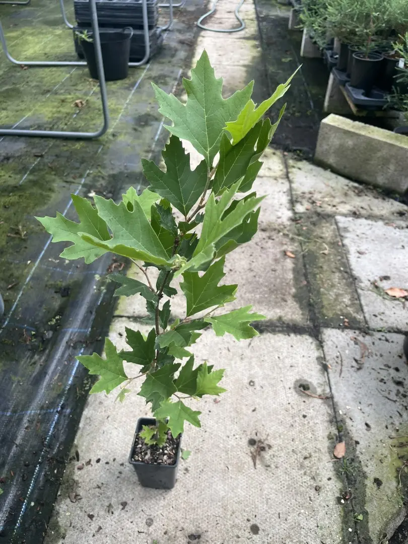 Platanus orientalis - Oriental Plane Tree