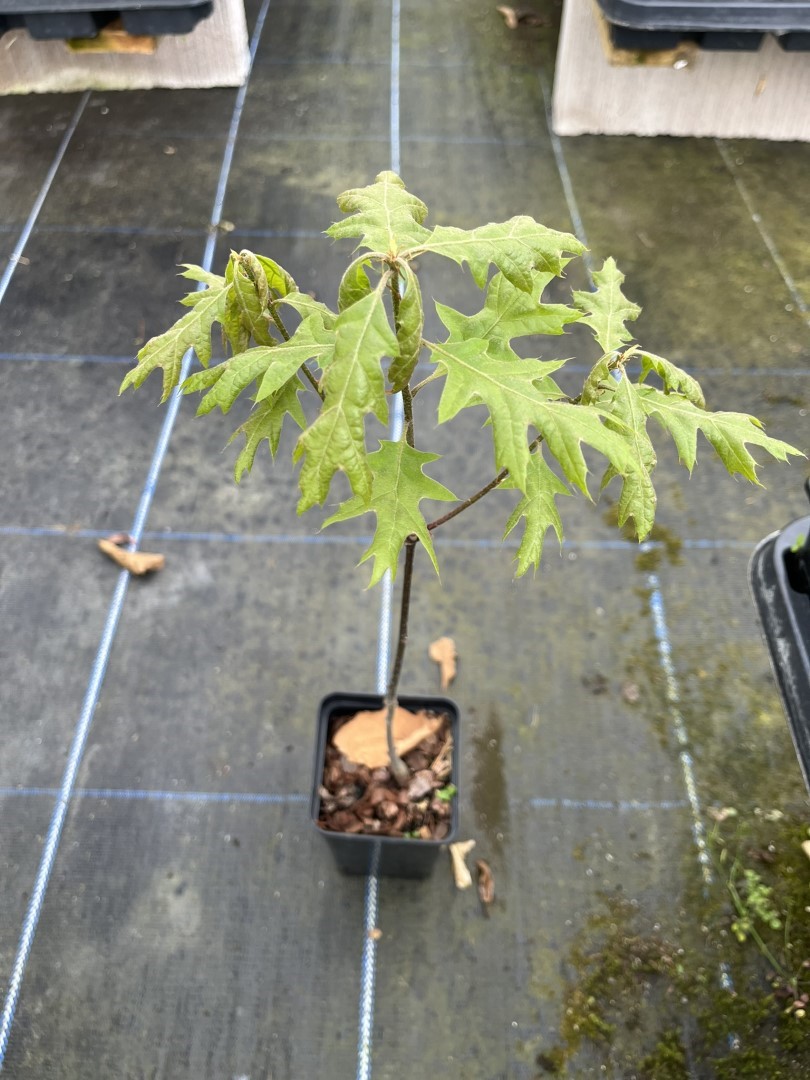 Scarlet Oak Tree - Quercus coccinea