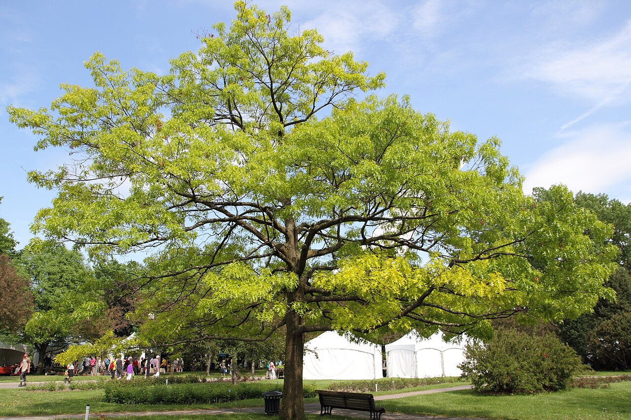 Scarlet Oak Tree - Quercus coccinea
