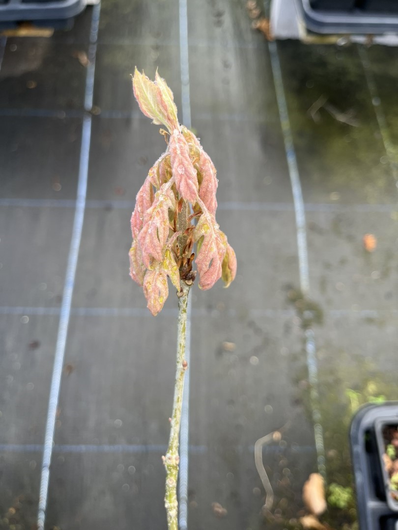 Scarlet Oak Tree - Quercus coccinea