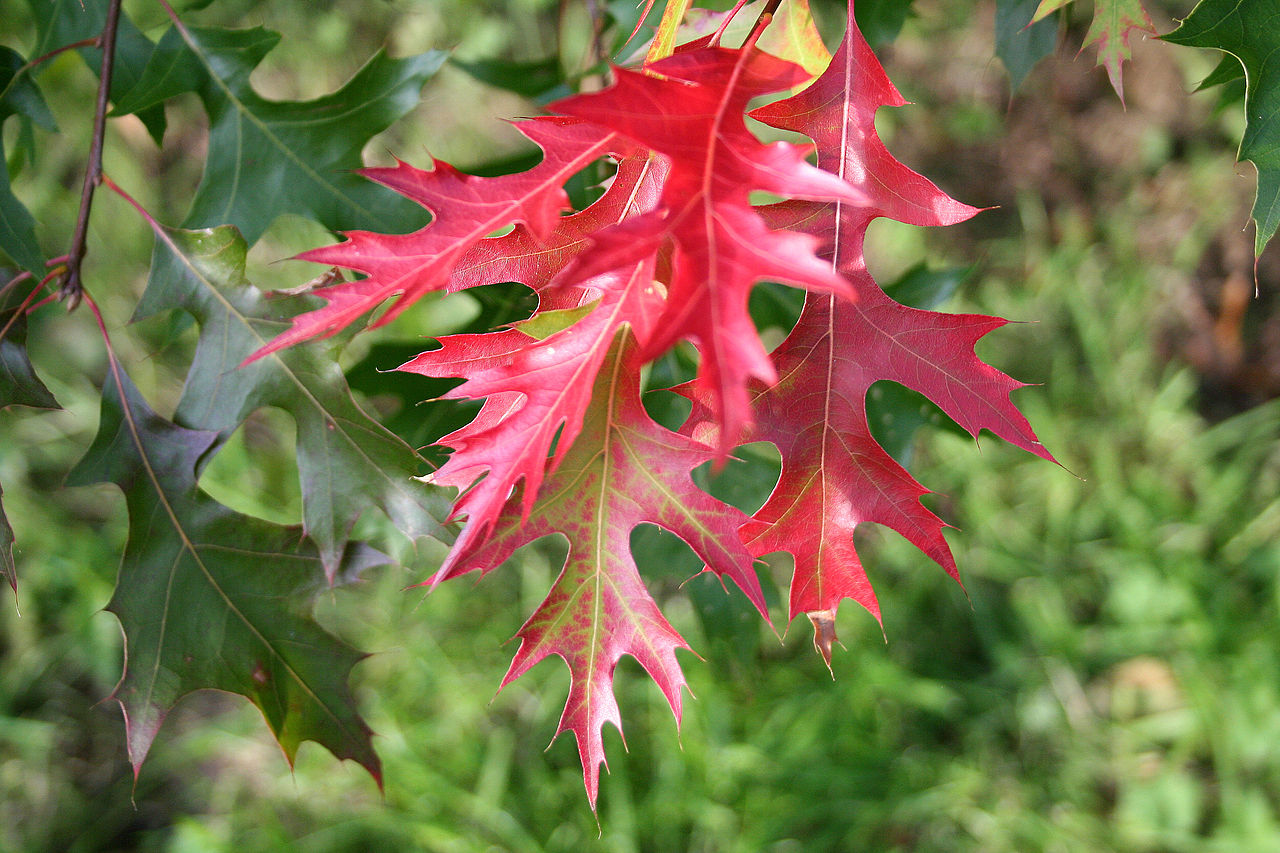 Scarlet Oak Tree - Quercus coccinea
