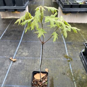 Buy Scarlet Oak Trees from Yarrow Gardens 🇬🇧