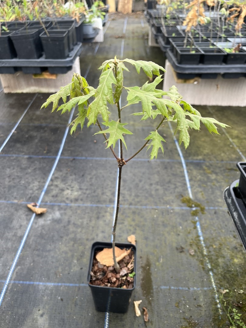 Scarlet Oak Tree - Quercus coccinea