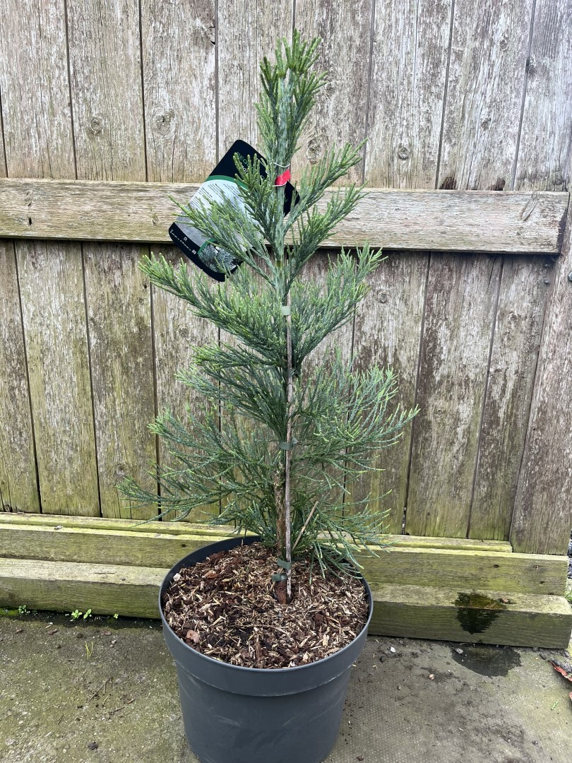 Sequoiadendron giganteum - Giant Redwood 'Glaucum' 60/80cm (10L)