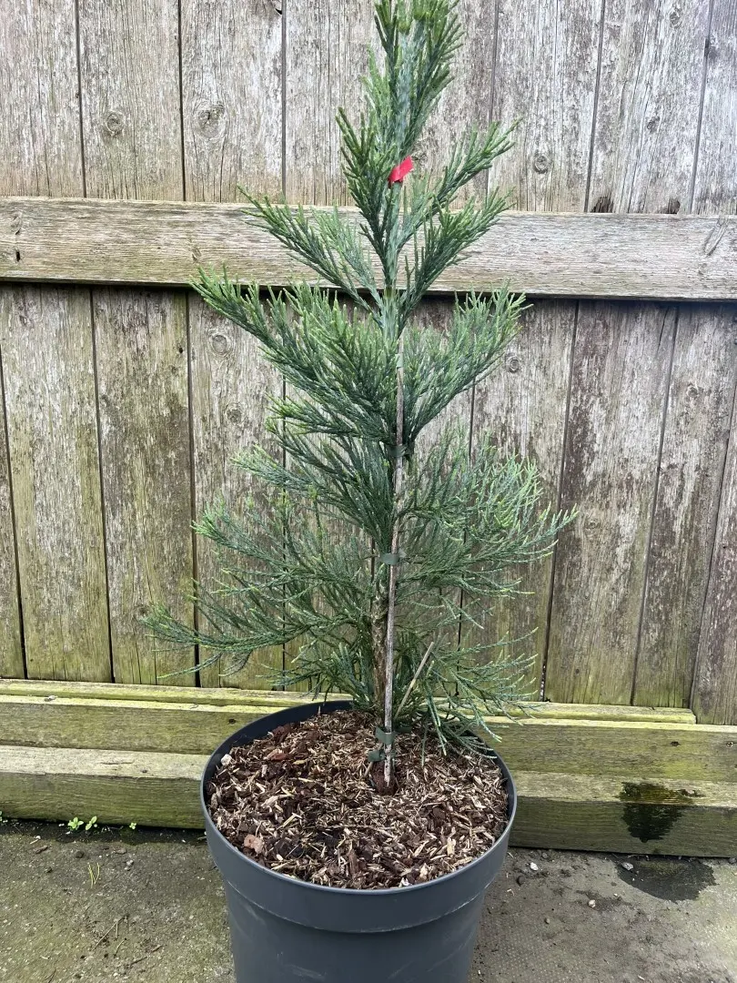 Sequoiadendron giganteum - Giant Redwood 'Glaucum' 60/80cm (10L)