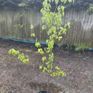 Silver Birch Tree - Betula pendula