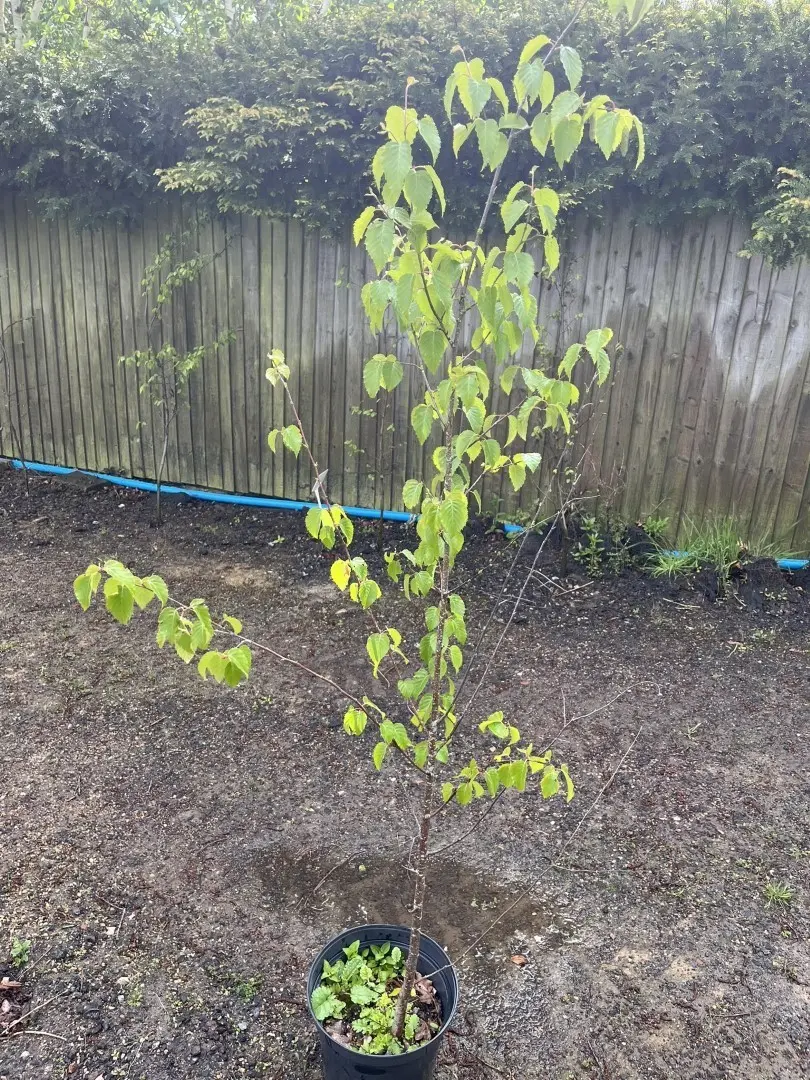 Silver Birch Tree - Betula pendula