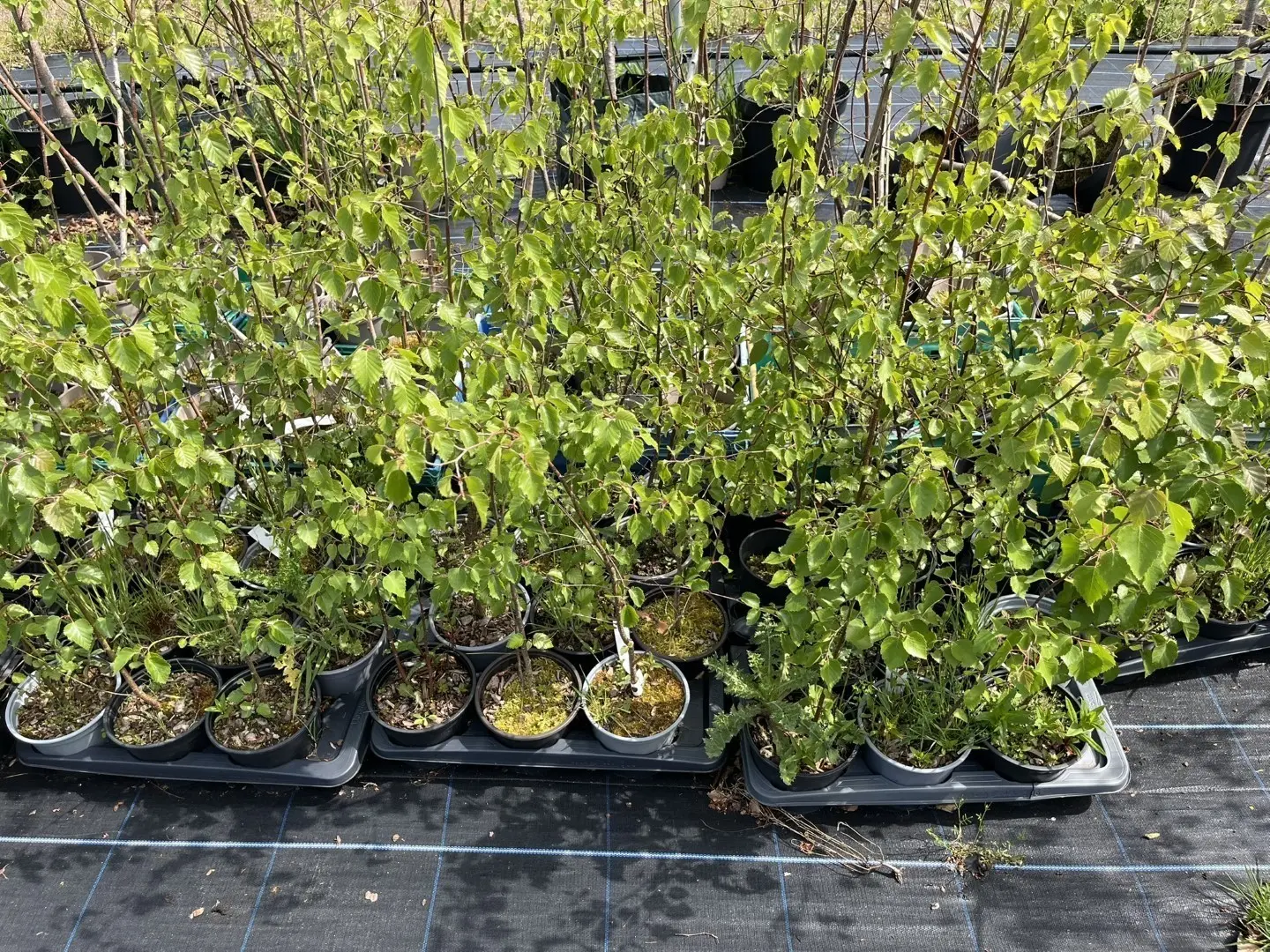 Silver Birch Tree - Betula pendula