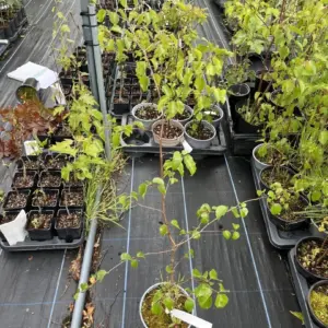 Silver Birch 40/60cm (2L)