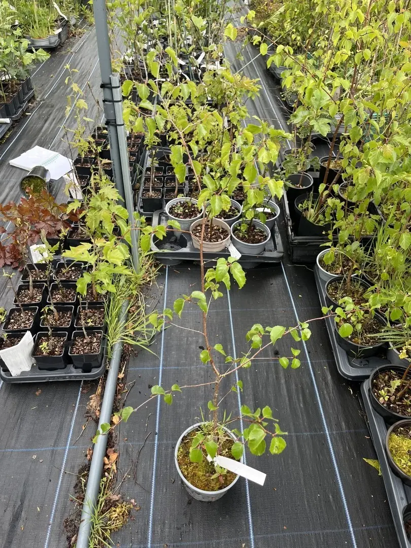 Silver Birch 40/60cm (2L)