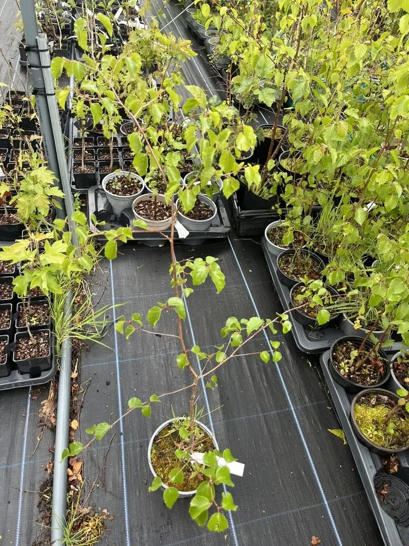 Silver Birch Tree - Betula pendula