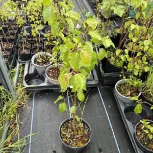 Silver Birch 20/40cm (2L)