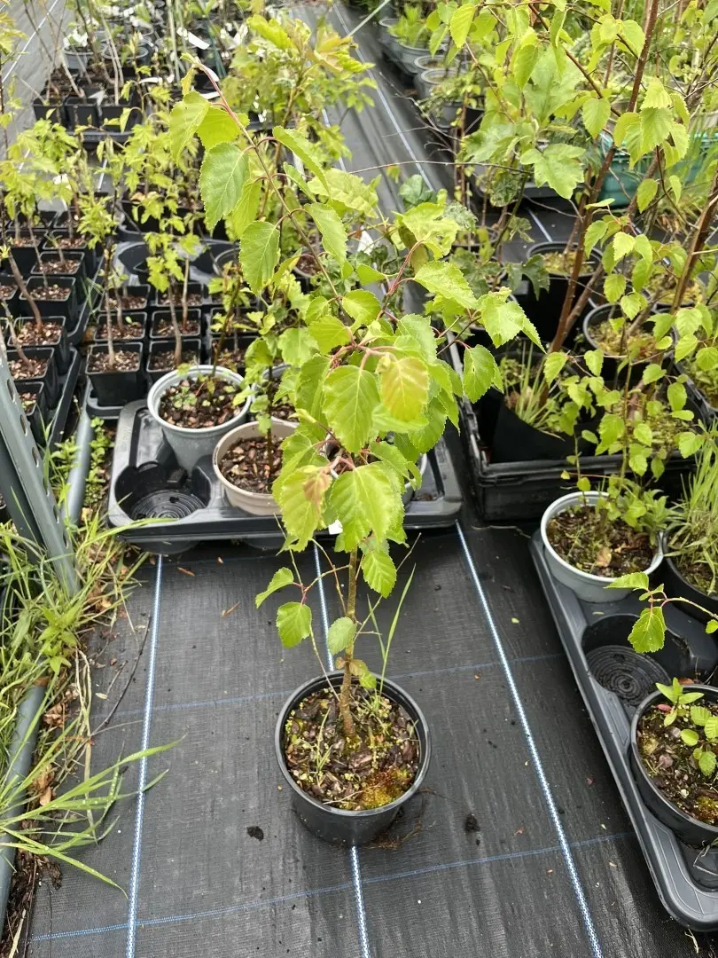 Silver Birch 20/40cm (2L)