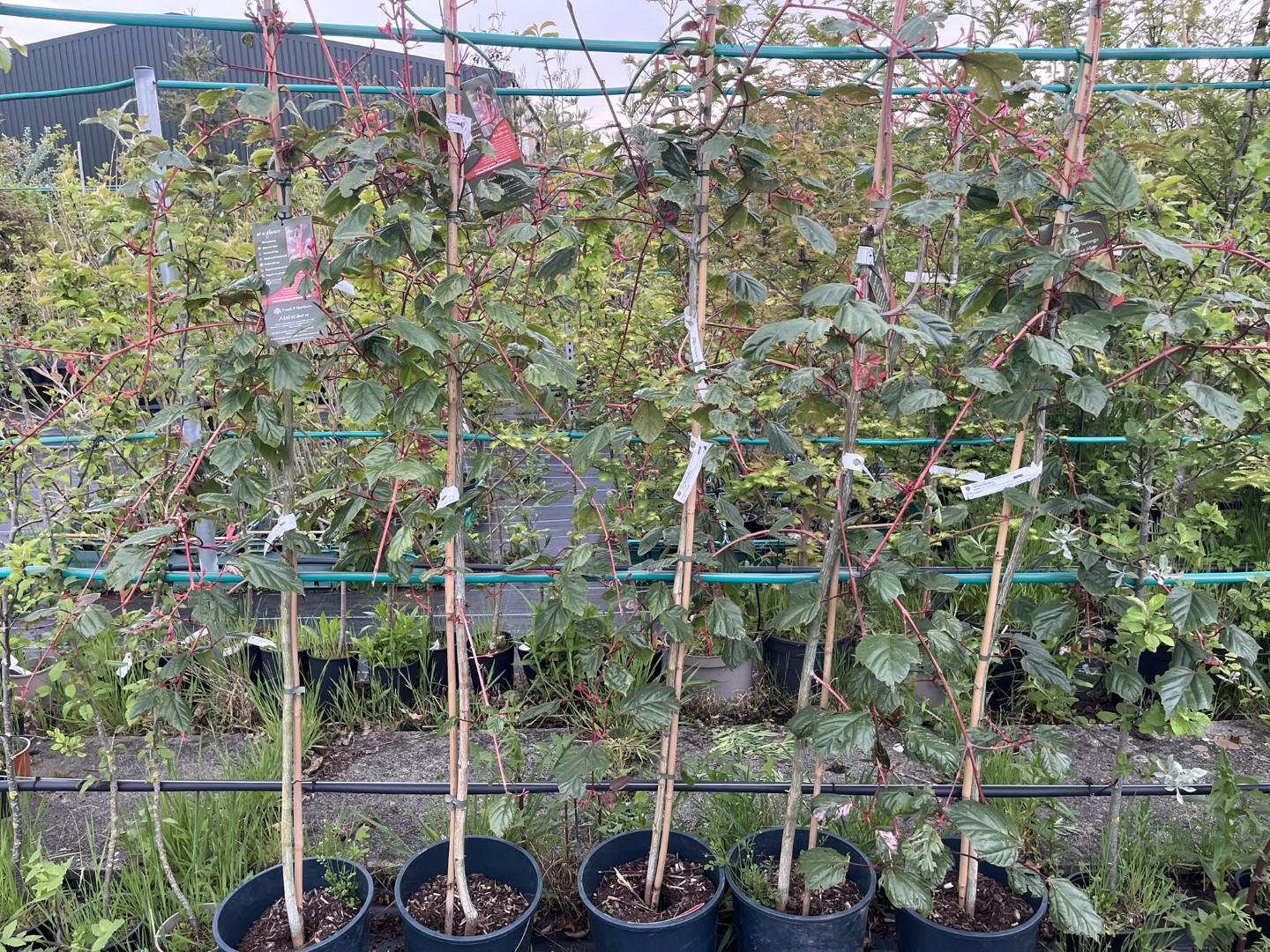 Snakebark Maple ‘Esk Flamingo’ Acer
