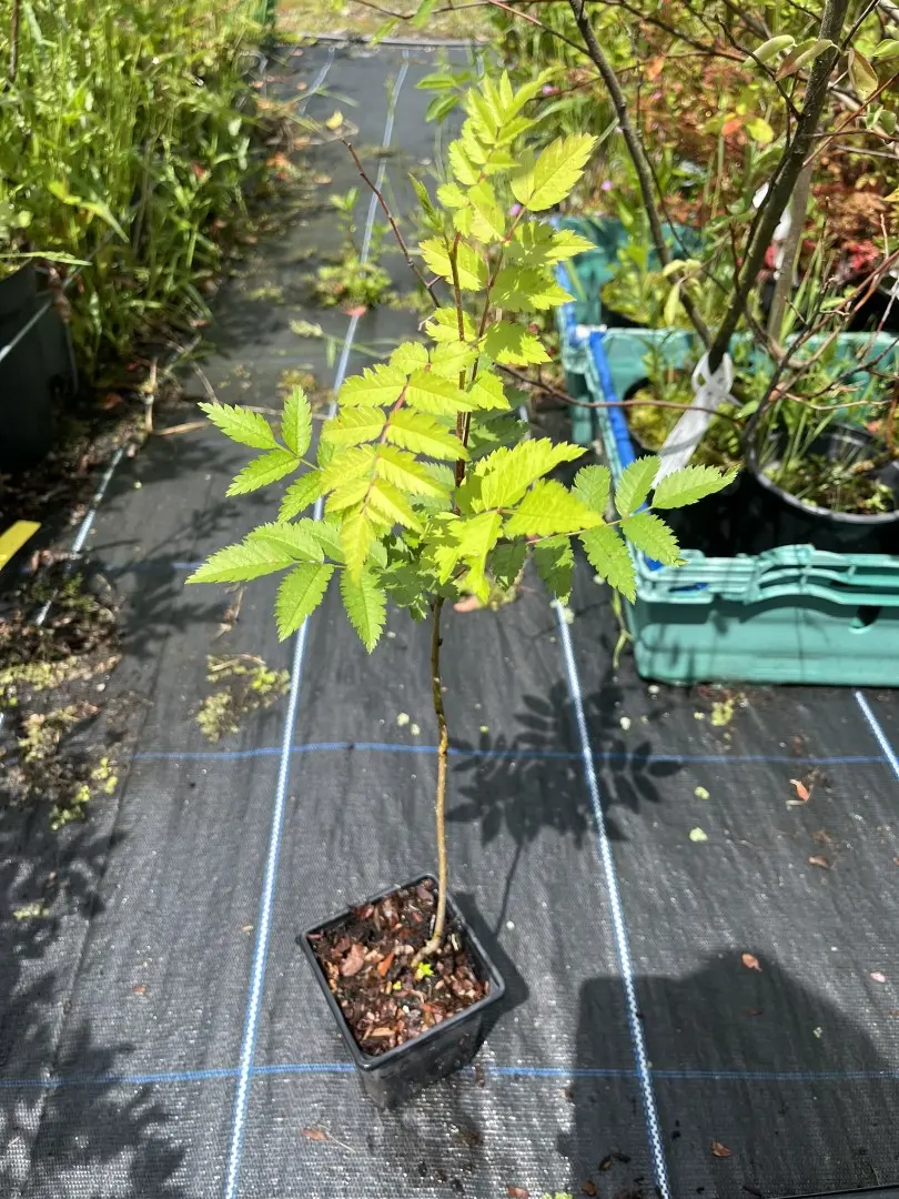 Sorbus aucuparia - Rowan / Mountain Ash Tree