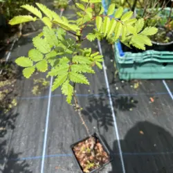 Sorbus aucuparia - Rowan / Mountain Ash Tree