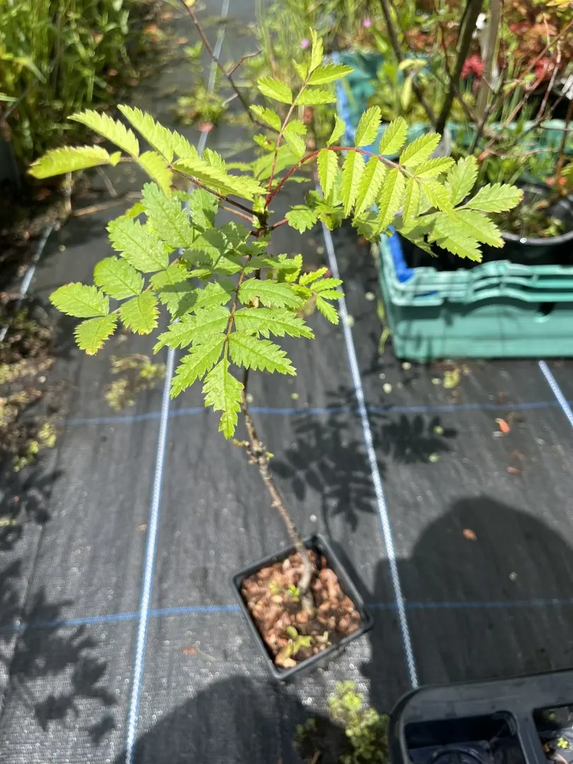Sorbus aucuparia - Rowan / Mountain Ash Tree