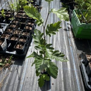Whitebeam - Sorbus aria