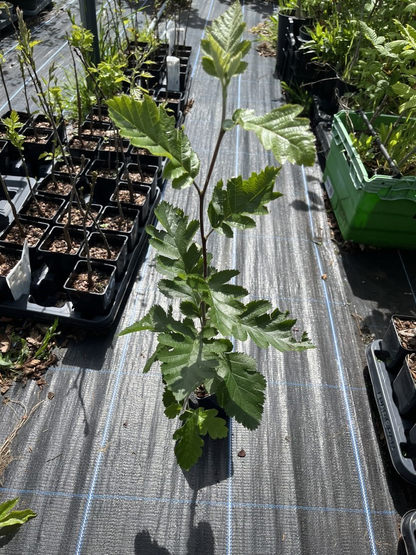 Whitebeam - Sorbus aria