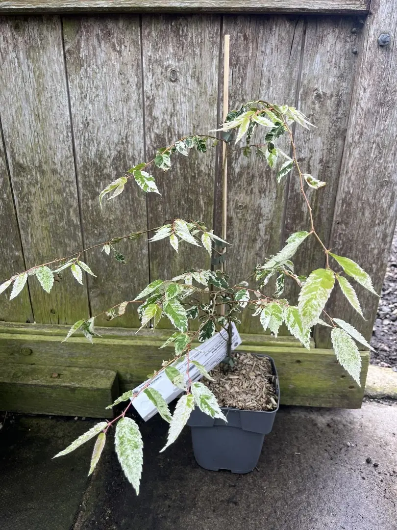 Zelkova serrata - Japanese Elm 'Variegata' 20/40cm (2L)