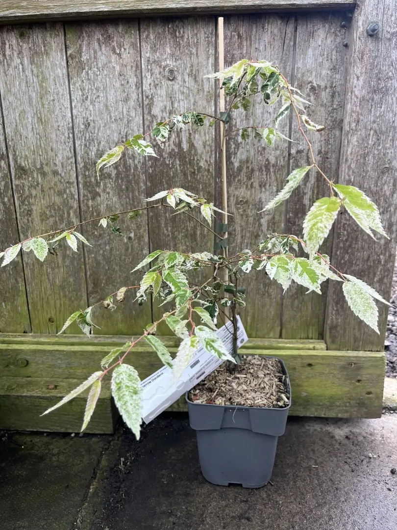 Zelkova serrata - Japanese Elm 'Variegata' 20/40cm (2L)