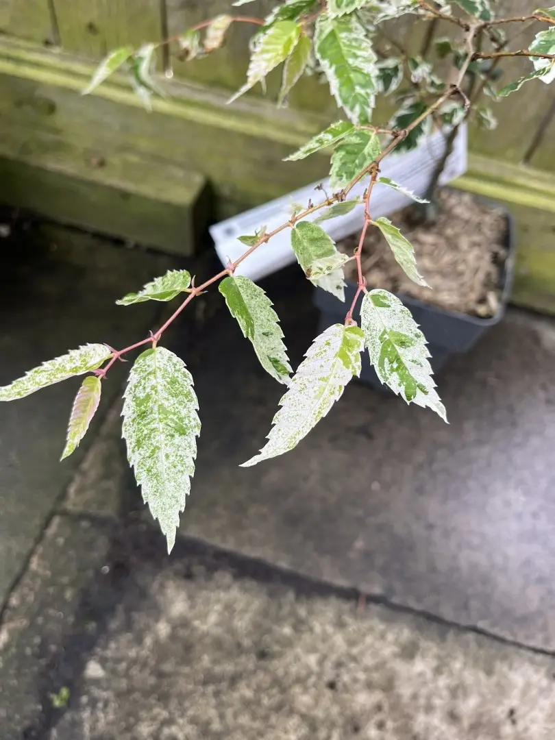 Zelkova serrata - Japanese Elm 'Variegata' 20/40cm (2L)