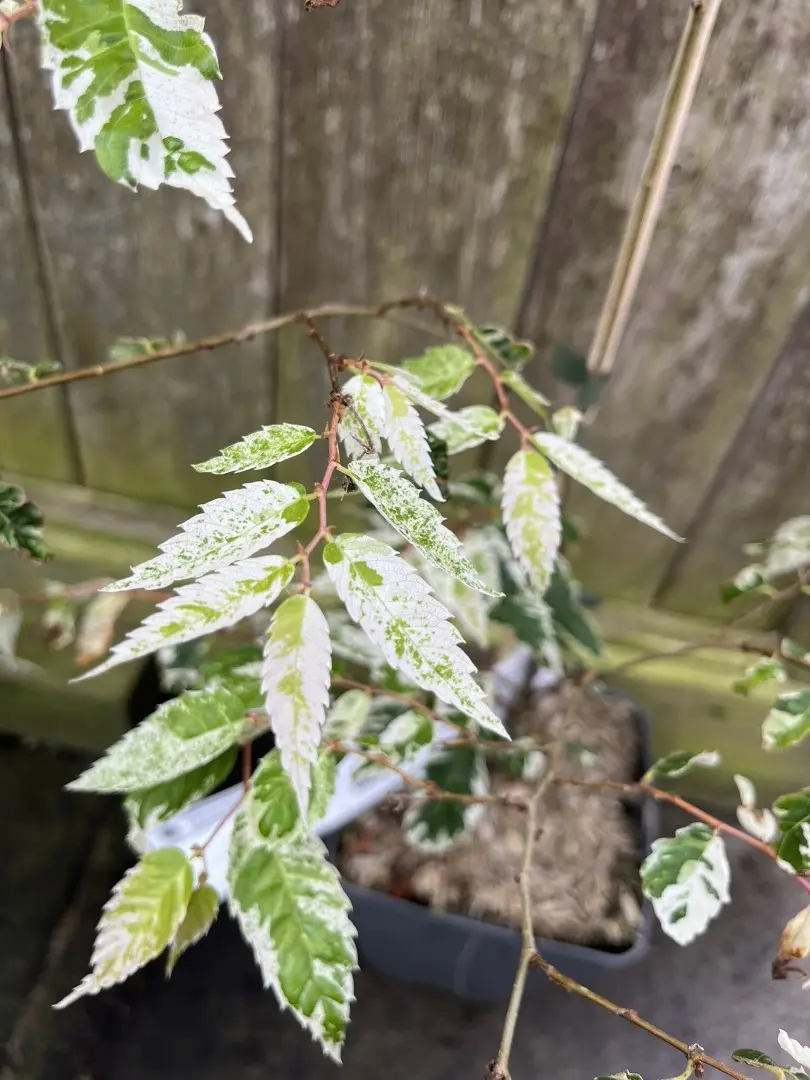 Zelkova serrata - Japanese Elm 'Variegata' 20/40cm (2L)