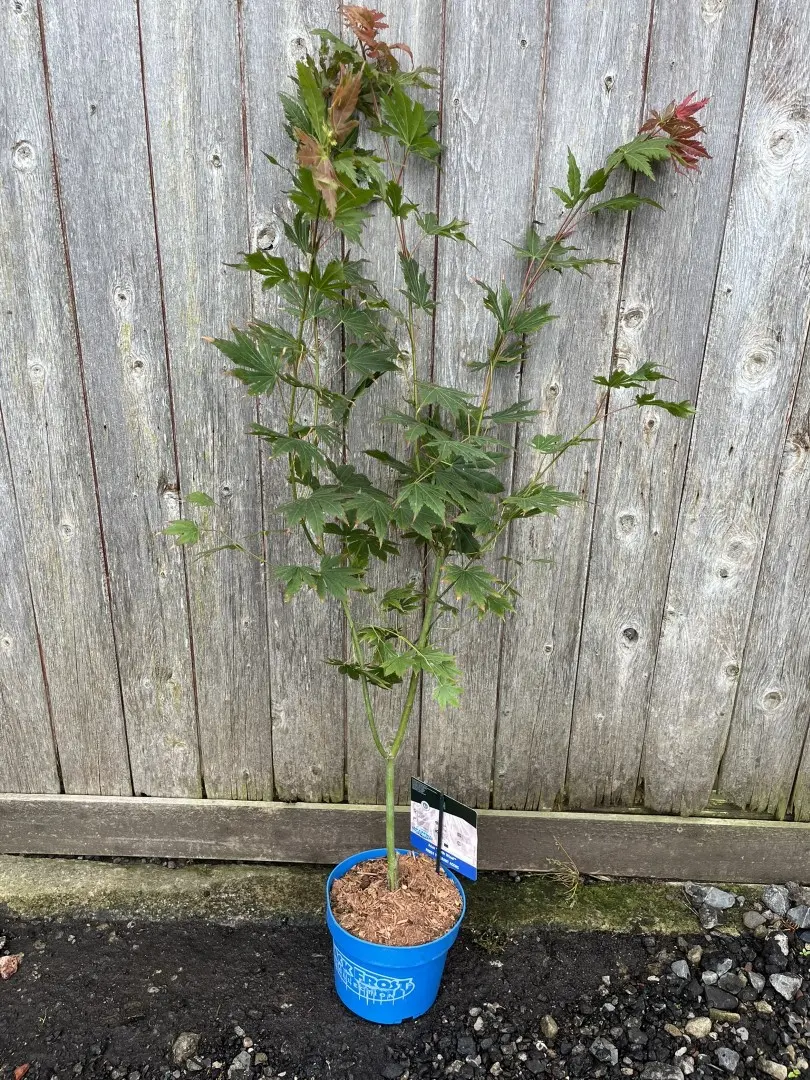 Acer 'North Wind' Maple - Acer x pseudosieboldianum