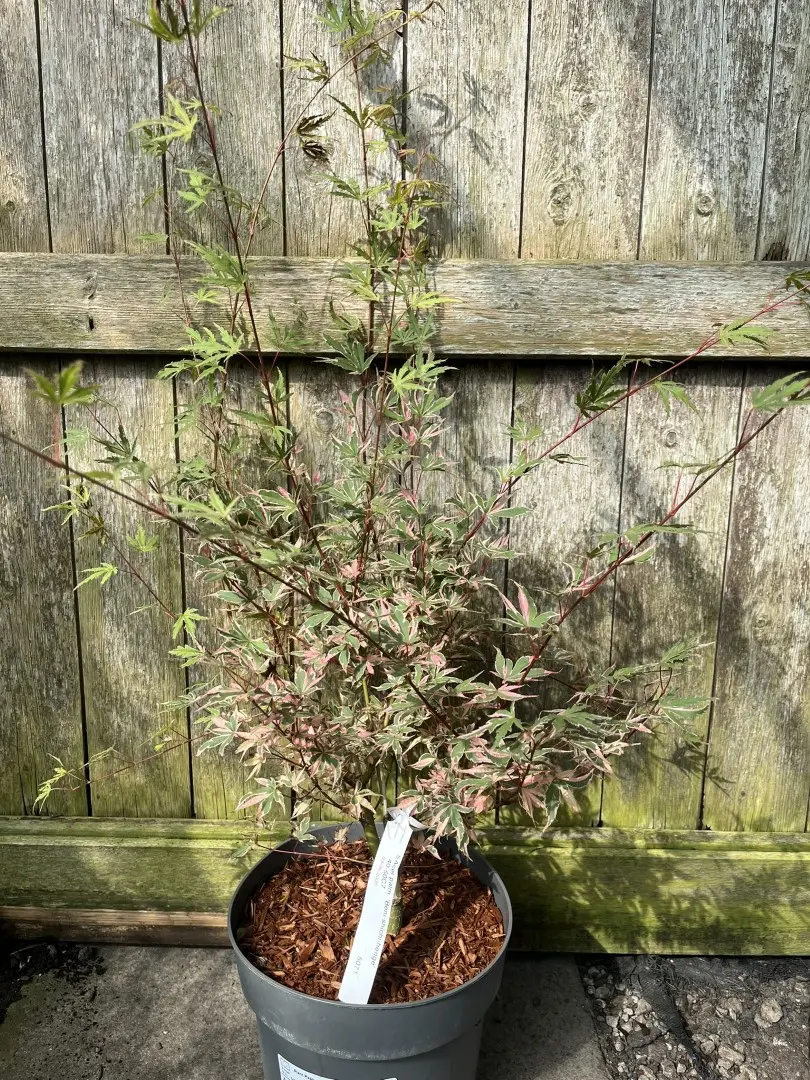 Acer palmatum - Japanese Maple Acer 'Beni-shichi-henge'