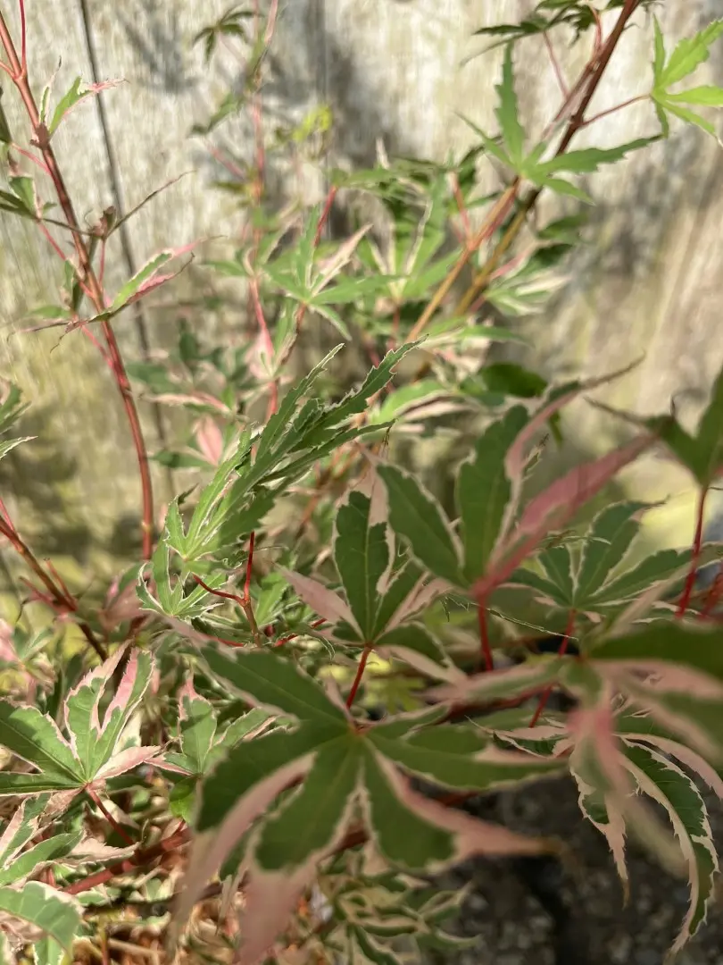 Japanese Maple Acer 'Beni-shichi-henge' 80/100cm (5L) - Image 2