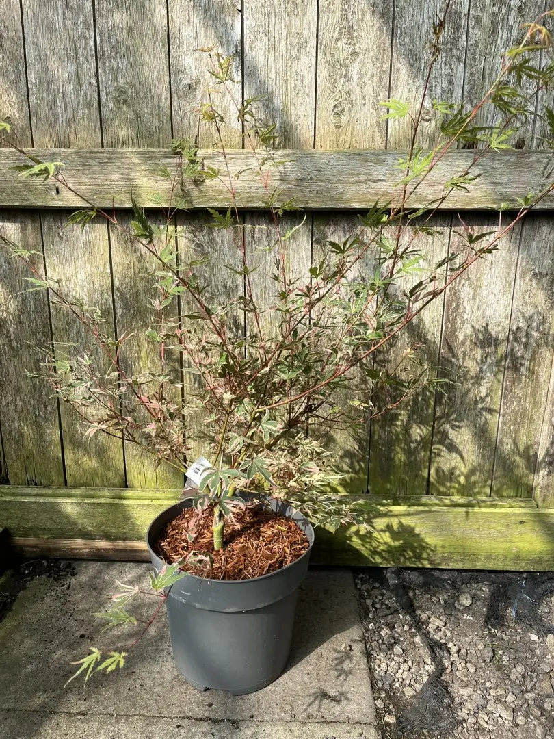 Acer palmatum - Japanese Maple Acer 'Beni-shichi-henge'