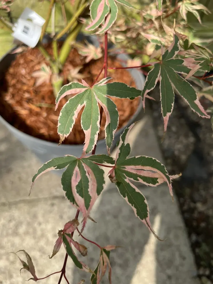 Acer palmatum - Japanese Maple Acer 'Beni-shichi-henge'