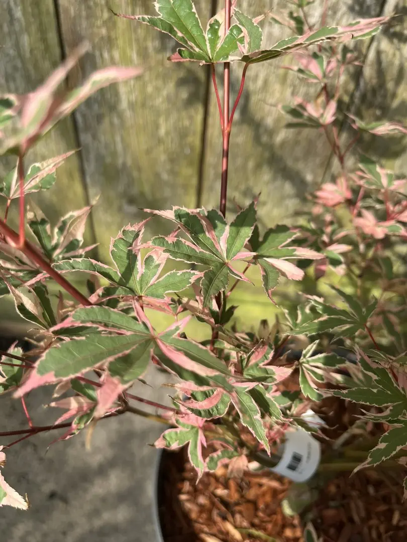 Acer palmatum - Japanese Maple Acer 'Beni-shichi-henge'