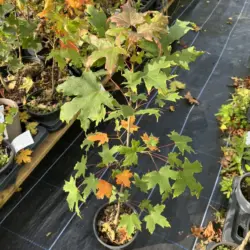 Acer saccharum - Sugar Maple Tree