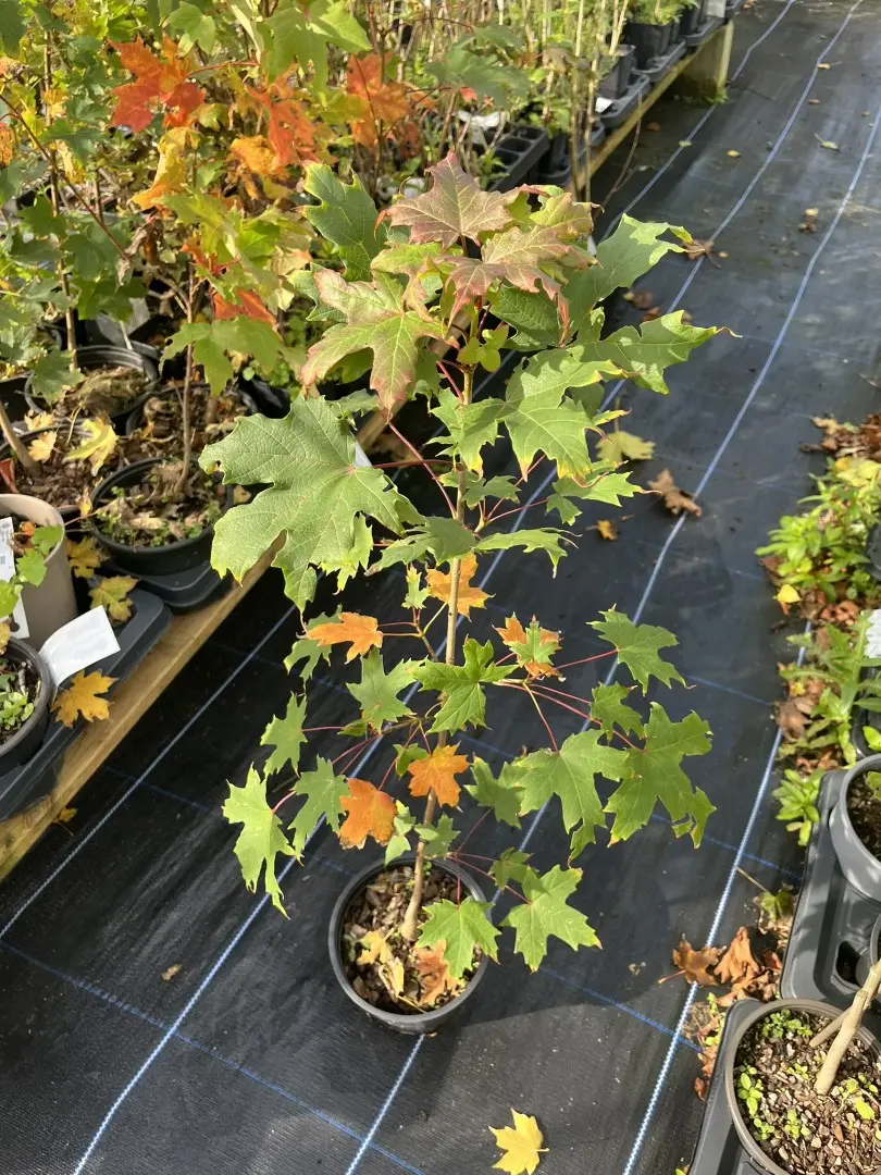 Acer saccharum - Sugar Maple Tree
