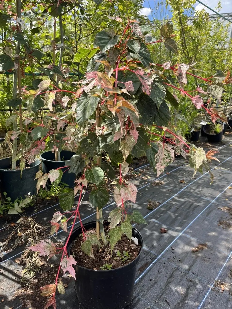 Acer x conspicuum 'Red Flamingo' Maple Tree