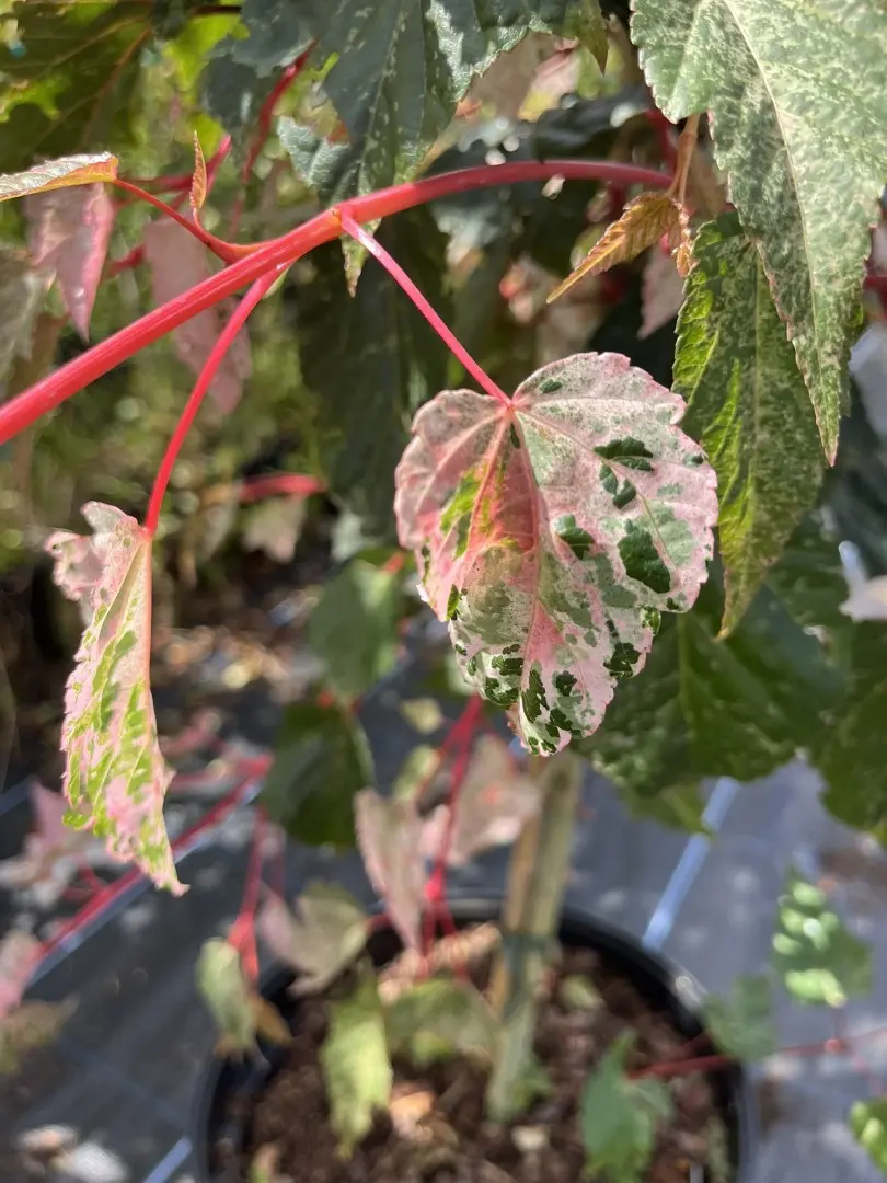 Acer x conspicuum 'Red Flamingo' Maple Tree
