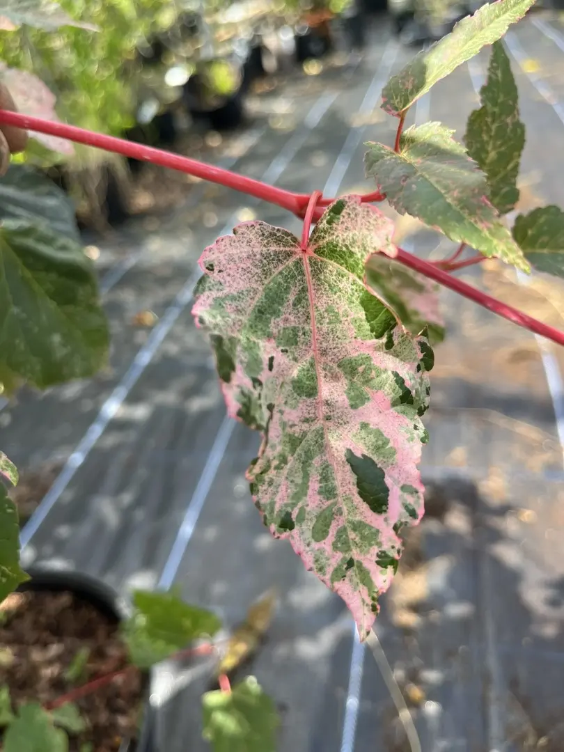 Acer x conspicuum 'Red Flamingo' Maple Tree