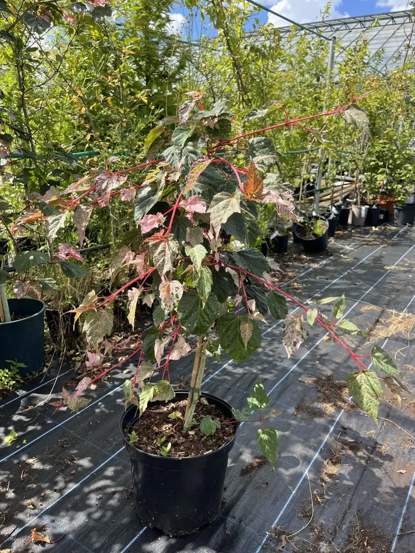 Acer x conspicuum 'Red Flamingo' Maple Tree