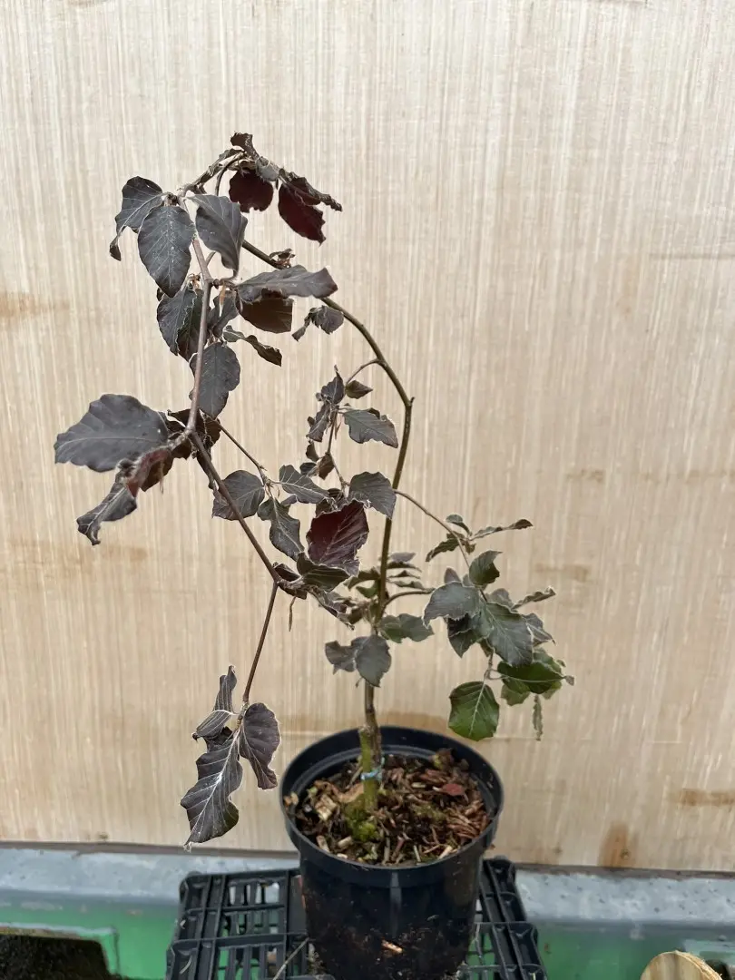 Beech 'Black Swan' Tree 60/80cm - Fagus sylvatica Black Swan