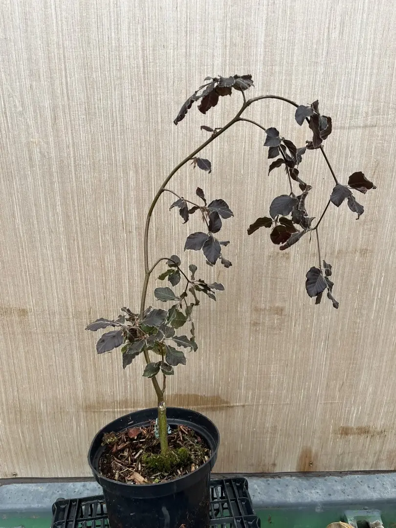 Beech 'Black Swan' Tree 60/80cm - Fagus sylvatica Black Swan
