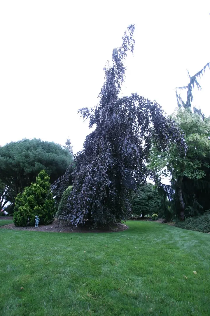 Fagus sylvatica - Beech 'Black Swan' Tree -