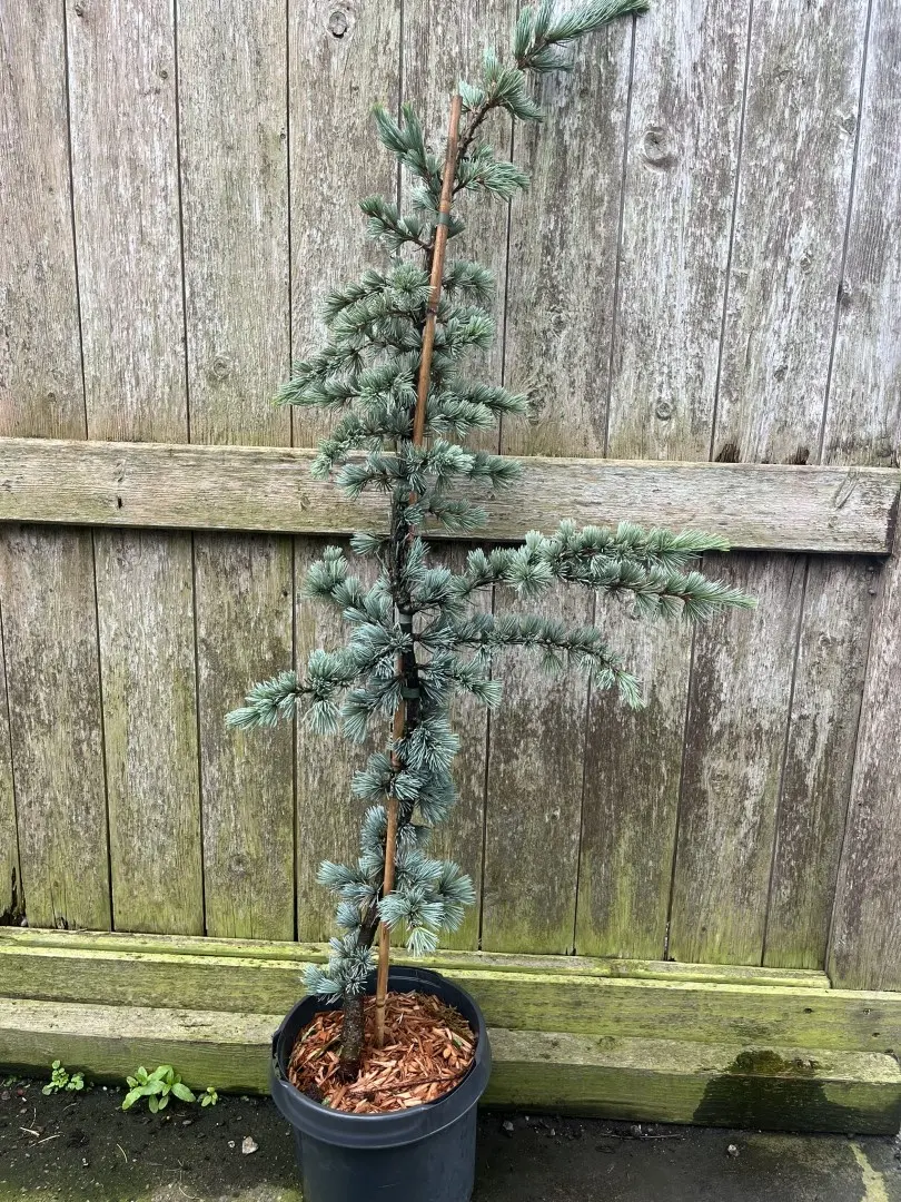 Blue Cedar of Lebanon - Cedrus libani