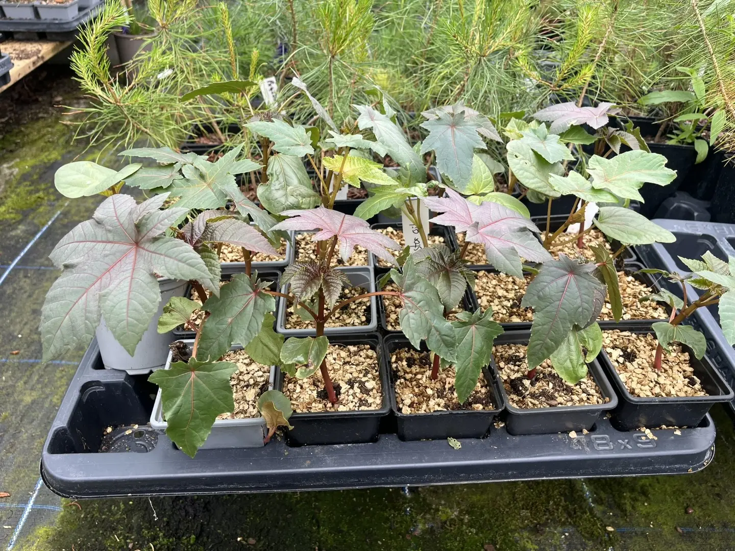 Castor Oil Plant - Ricinus communis